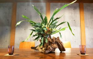 Decor at Neu Cat Cafe in Osaka