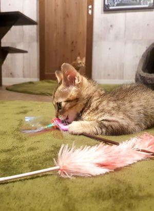 One of the kittens playing at Neu Cat Cafe in Osaka