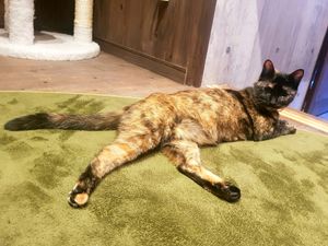 This cat comes here often at Neu Cat Cafe in Osaka