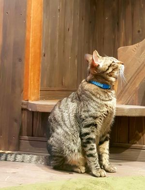 Cat #7 at Neu Cat Cafe in Osaka