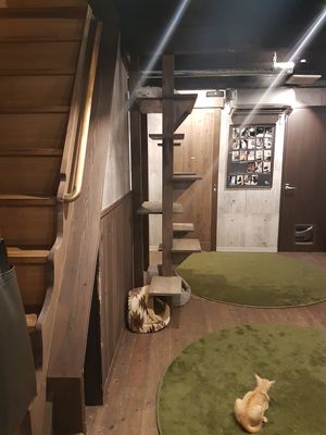 Kitten place at Neu Cat Cafe in Osaka