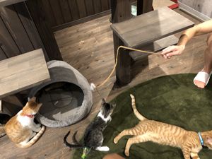 🐱🐱🐱 at Neu Cat Cafe in Osaka