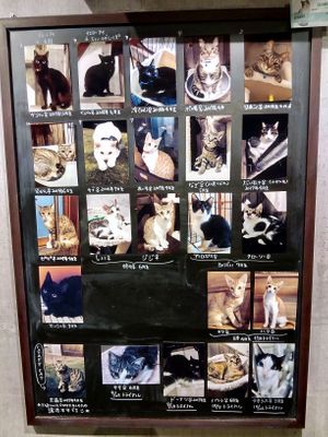 The rescued cats are very friendly and cute. at Neu Cat Cafe in Osaka