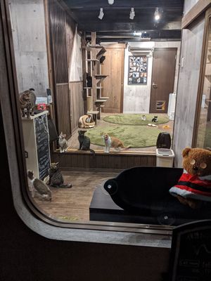 The rescue cats. 可愛い! at Neu Cat Cafe in Osaka