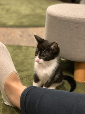 Kitten!!! at Neu Cat Cafe in Osaka