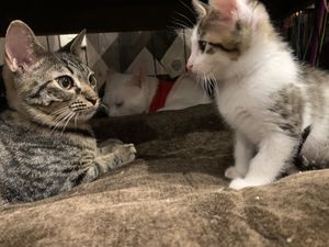 Cats at Neu Cat Cafe in Osaka