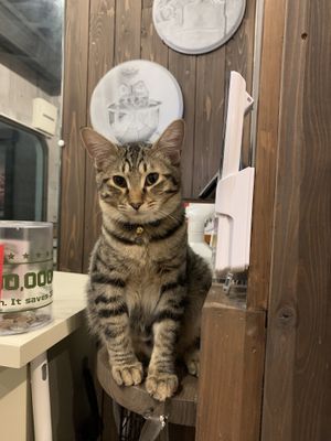 Meow at Neu Cat Cafe in Osaka