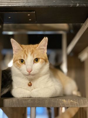 Cat (not food) at Neu Cat Cafe in Osaka