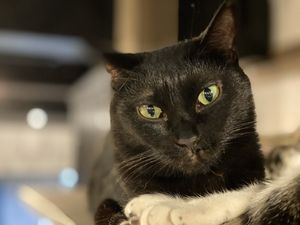Another cat (also not food) at Neu Cat Cafe in Osaka