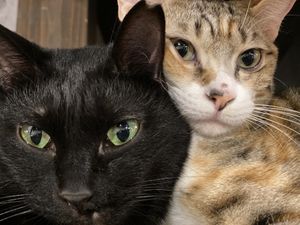 Two cats (neither is food) at Neu Cat Cafe in Osaka