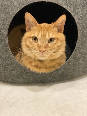 Cat in a box (not a takeaway box) at Neu Cat Cafe in Osaka