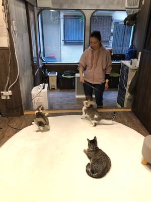 The cats! at Neu Cat Cafe in Osaka