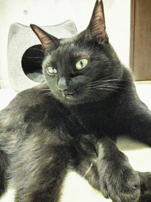 Karin🐱 at Neu Cat Cafe in Osaka