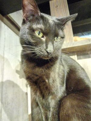 Kurin 🐱 at Neu Cat Cafe in Osaka