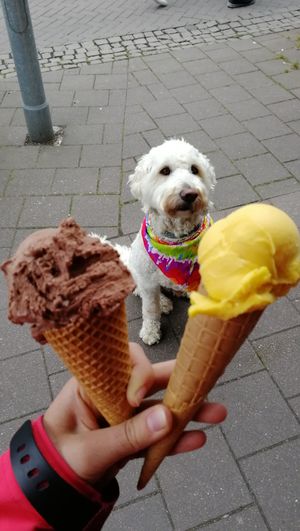 Left one not vegan, right is mango at IJssalon Capri in Zierikzee