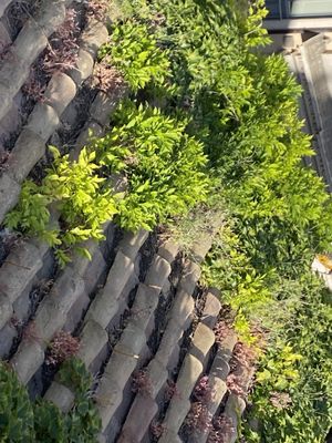 One of the roof tops!  at Hotel Raphael in Rome