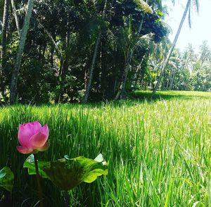 Surrounded by our very own organic rice fields.   at Sacred Rice in Ubud