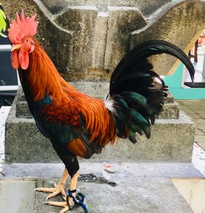 PEPE - our happy Laughing Chicken  at Laughing Chicken in Sanur