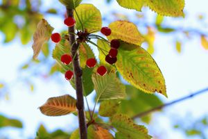 À nossa porta as cerejas, dão mais cor à Primavera e lembram-nos quão gentil é a Natureza

At our door the cherries give more color to the spring and remind us how gentil Na at Misturado in Lisbon