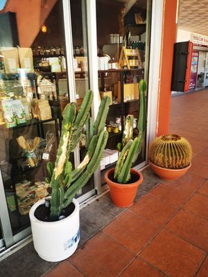  at Tierra in Tenerife