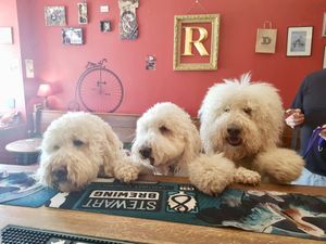 Dog friendly too at Rutherfords Micropub in Kelso