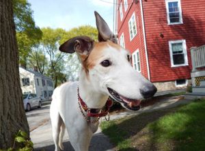 Brooklyn was rescued from the Canidrome in Macau following an 8-year campaign by GREY2K USA to close down China's only legal dog track and fly 532 surviving dogs to safety. at GREY2K USA in Arlington