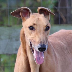 . at GREY2K USA in Arlington