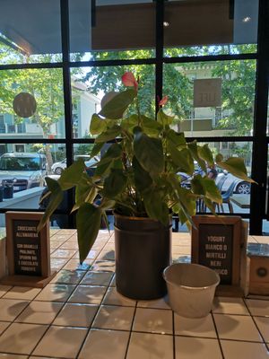  at Gelateria La Romana - Rimembranze in Rimini