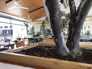 A big tree inside! at Praso in Crete