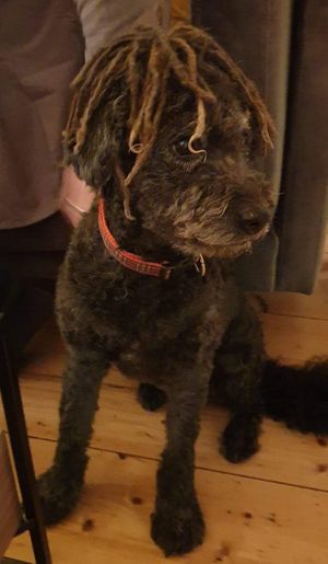 Roxy ♡♡♡ at Saorsa 1875 in Pitlochry