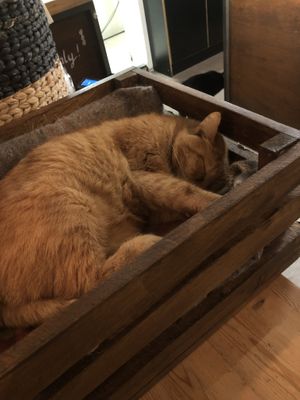 Cat🥹  at VanPlanten in Utrecht