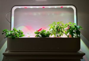 Indoor planter at The Cocinita in Miami