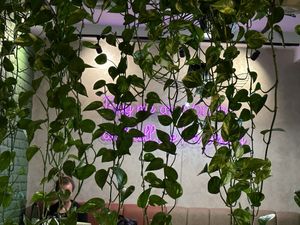   at Veggies in Tirana