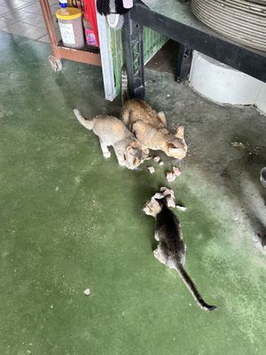   at Nipah Deli in Pangkor Island