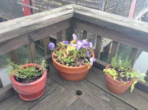 herbs & flowers on the the deck at Sally Ann's Cafe and Market in Lubec
