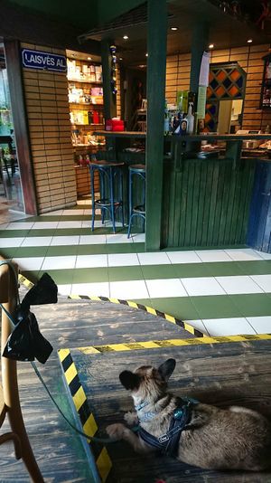 Dogs allowed to enter at Vilties Vaistinės Arbatine in Kaunas