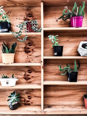 cute plants everywhere at Vegan Namaste in La Serena