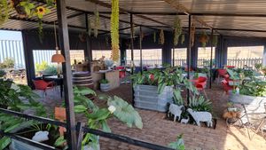  at Ashers Farm Sanctuary in Pretoria