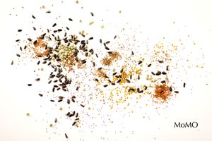 Good seeds. Ready to germinate and sprout. The essence of our dishes.  at 3 4 4 in Alicante