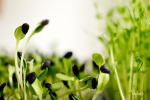 Sunflower sprouts and pea sprouts.  at 3 4 4 in Alicante