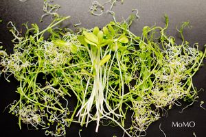 Cerrado del 15 al 25 de agosto. Nos vemos el 26!! at 3 4 4 in Alicante