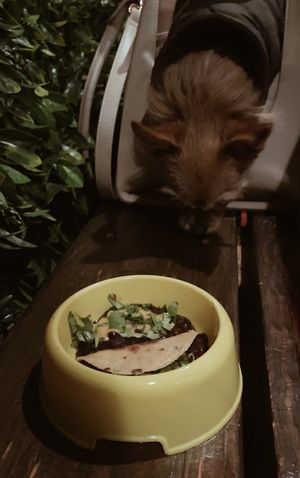 Vegan dog tacos on the menu for fur babies #Veganuary at Sugar Taco in Los Angeles