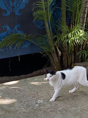   at Cafe Zen in Negombo