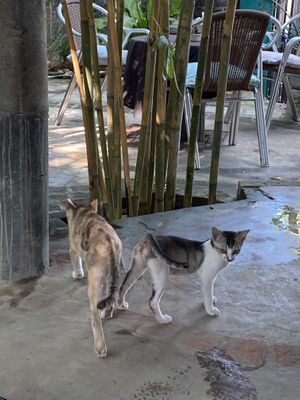   at Cafe Zen in Negombo