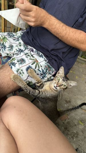 Sweet cat joining   at Cafe Zen in Negombo