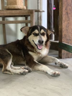 If your loudly street dog “Zen” who pops in to say Hi  at Cafe Zen in Negombo