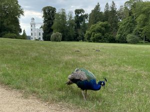 Peacocks Roaming on the island  at Kaffeegarten auf der Liegewiese in Berlin