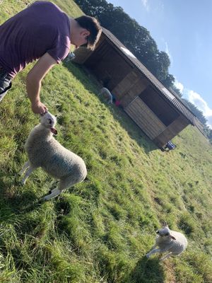 Meeting the sheep in front of the field shelter! at The Field Shelter Guesthouse & Sanctuary in Blairgowrie