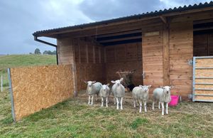 Our Flock at The Field Shelter Guesthouse & Sanctuary in Blairgowrie