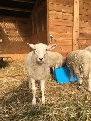 Little Martin, one of The Field Shelter's rescued sheep. at The Field Shelter Guesthouse & Sanctuary in Blairgowrie